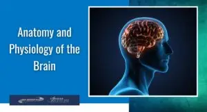 Anatomy and Physiology of the Brain