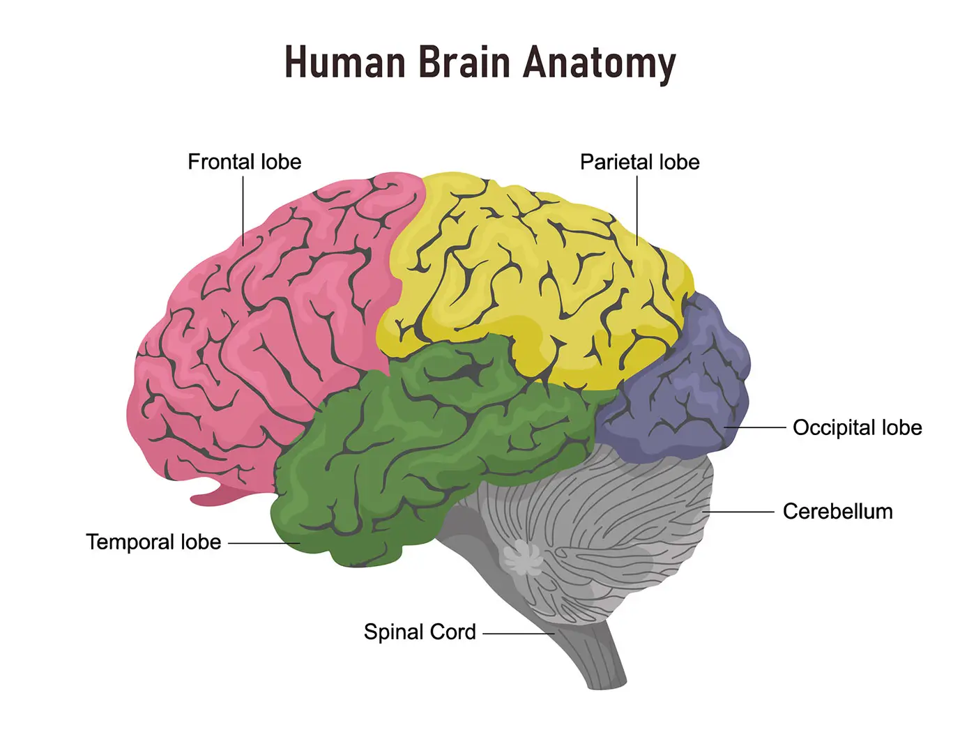 what are the different parts (lobes) of the human brain