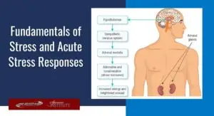 how does the body respond to acute stress