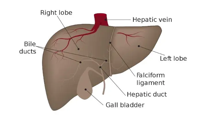 functions of the liver holistic nutrition coaching