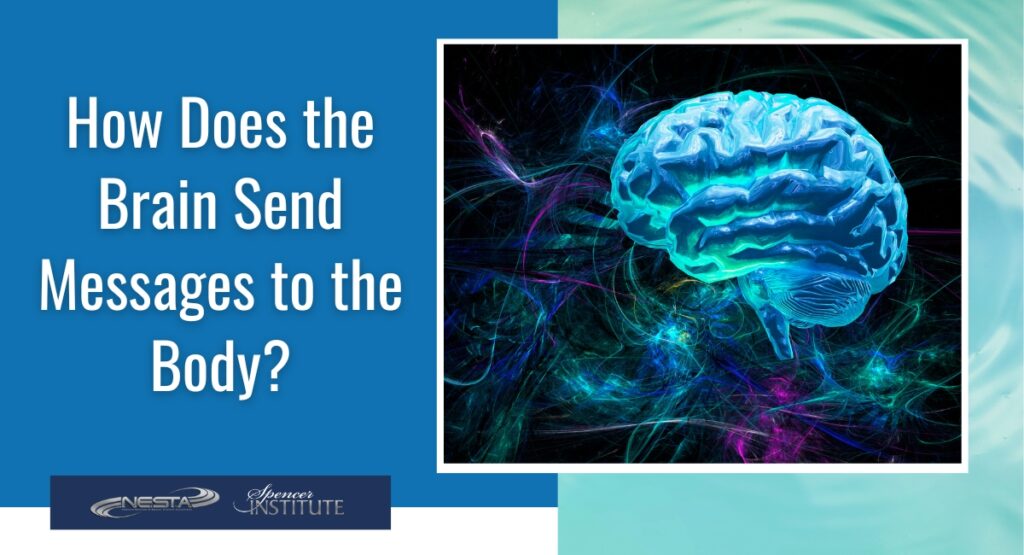 How Does the Brain Send Messages to the Body?