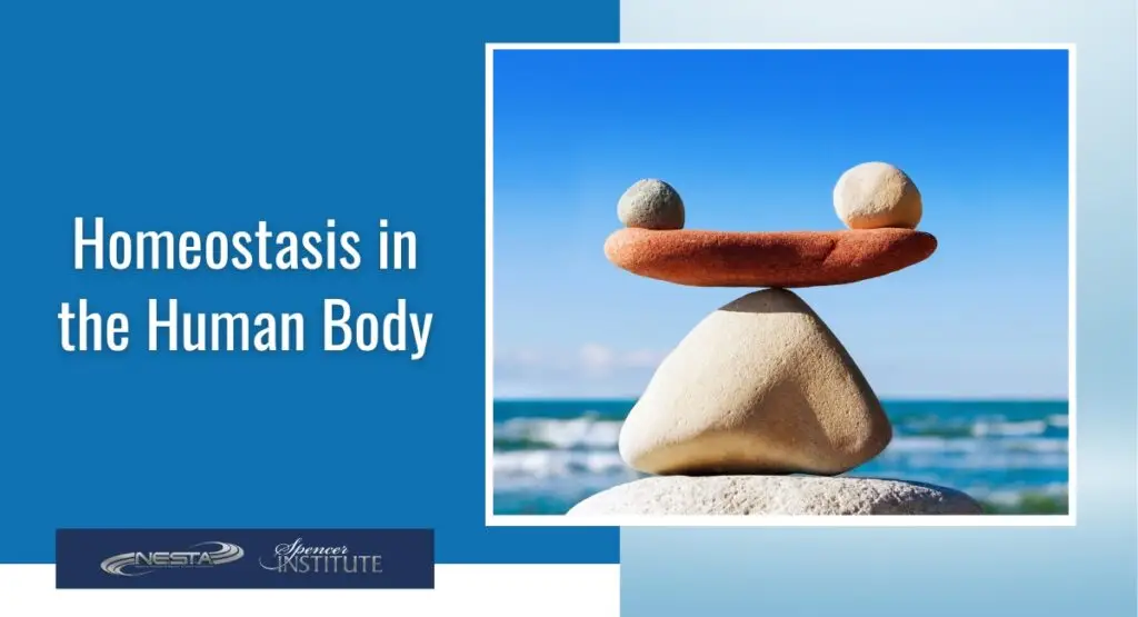 examples of homeostasis in the human body