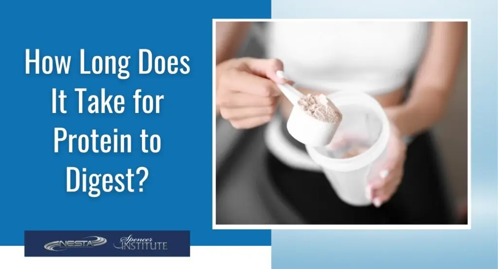 How Long Does It Take for Protein to Digest?